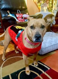 Coco  (Mom of Ten Litter ) - Photo 1