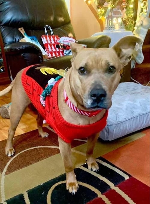 COCO  (MOM OF TEN LITTER ) - Pit Bull Terrier / Terrier for adoption in Philadelphia