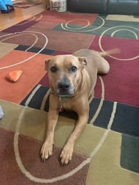 Coco  (Mom of Ten Litter ) - Photo 2
