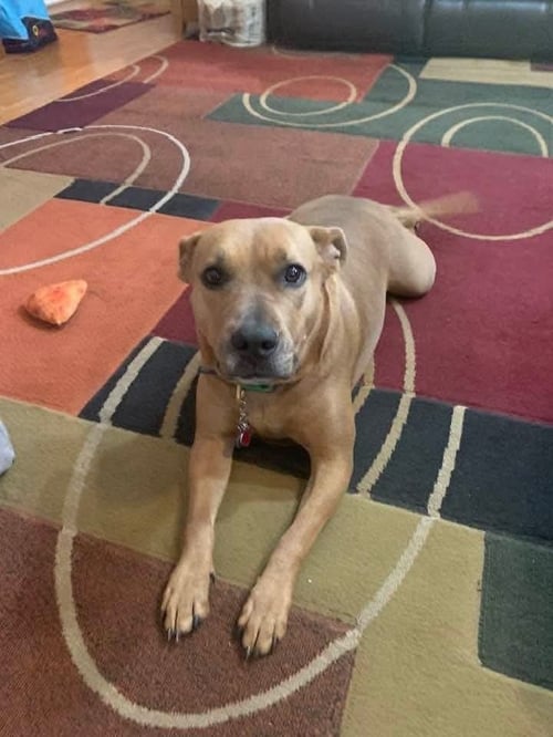 COCO  (MOM OF TEN LITTER ) - Pit Bull Terrier / Terrier available for adoption