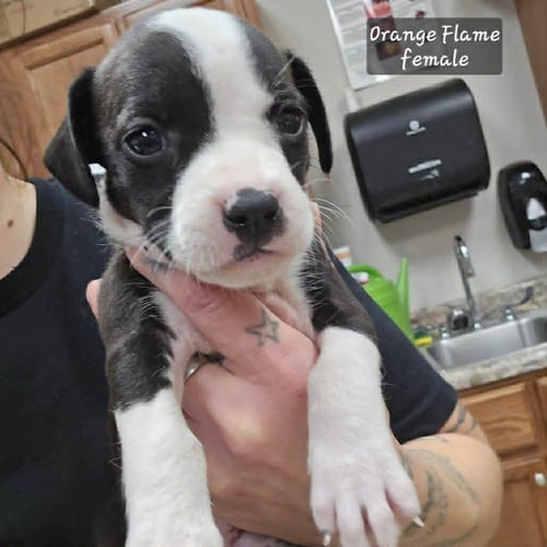 ORANGE FLAME (TINY 10 2026)  FEMALE - Pit Bull Terrier / Terrier available for adoption