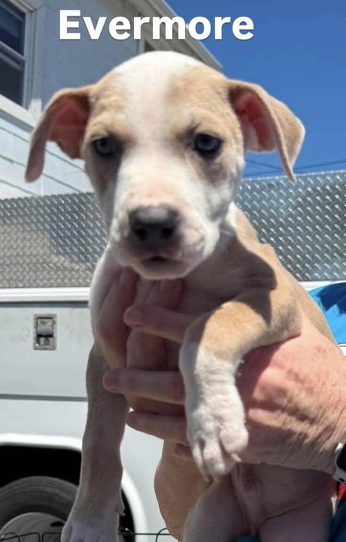 EVERMORE (ERAS TOUR 2026) M - Pit Bull Terrier / Terrier available for adoption