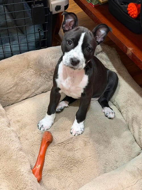 CHELSEA   (2026) - Pit Bull Terrier / Terrier for adoption in Philadelphia