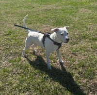 Charlie  (F 2026) - Photo 1