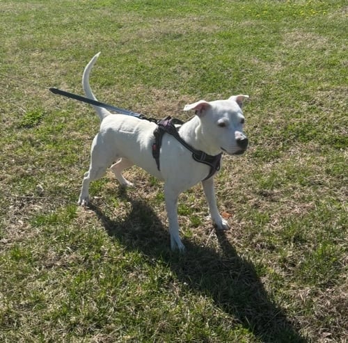CHARLIE  (F 2026) - Pit Bull Terrier / American Staffordshire Terrier available for adoption