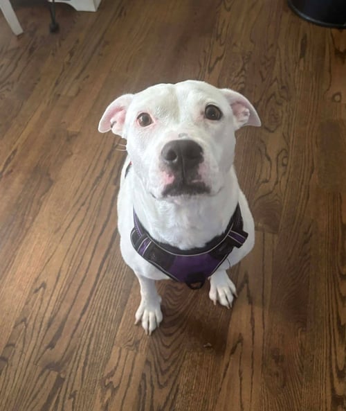 CHARLIE  (F 2026) - Pit Bull Terrier / American Staffordshire Terrier available for adoption