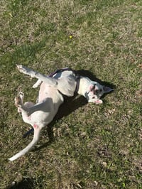 Charlie  (F 2026) - Photo 3