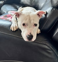 Charlie  (F 2026) - Photo 4