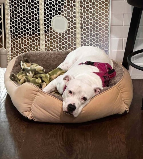 CHARLIE  (F 2026) - Pit Bull Terrier / American Staffordshire Terrier available for adoption