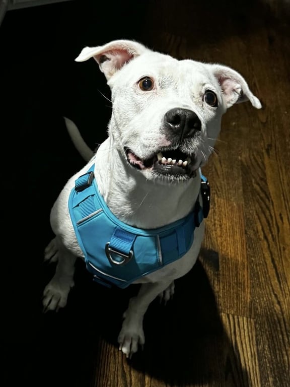 Charlie  (F 2026) Image