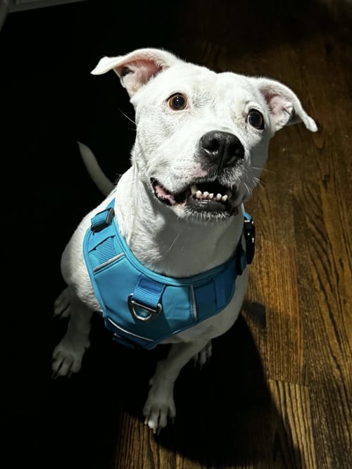 CHARLIE  (F 2026) - Pit Bull Terrier / American Staffordshire Terrier for adoption in Philadelphia