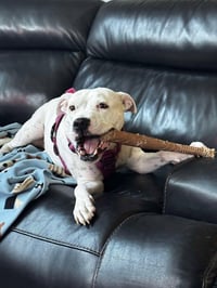 Charlie  (F 2026) - Photo 2