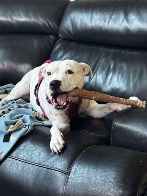 CHARLIE  (F 2026) - Pit Bull Terrier / American Staffordshire Terrier available for adoption