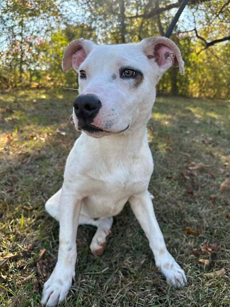 GENO   (2026) - Pit Bull Terrier / American Staffordshire Terrier available for adoption