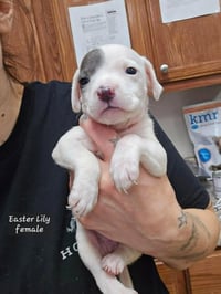 Easter Lily (Tiny 10 2026) FEMALE - Photo 1