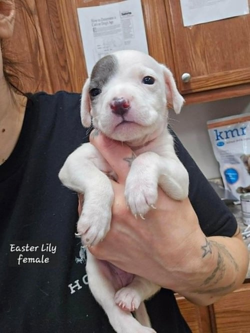 EASTER LILY (TINY 10 2026) FEMALE - Pit Bull Terrier / Terrier available for adoption