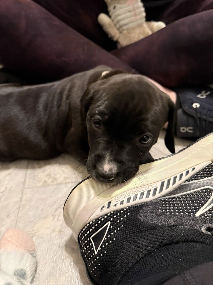 AMANDA  (PIT-BOODLES 2026) - Pit Bull Terrier / Golden Retriever available for adoption