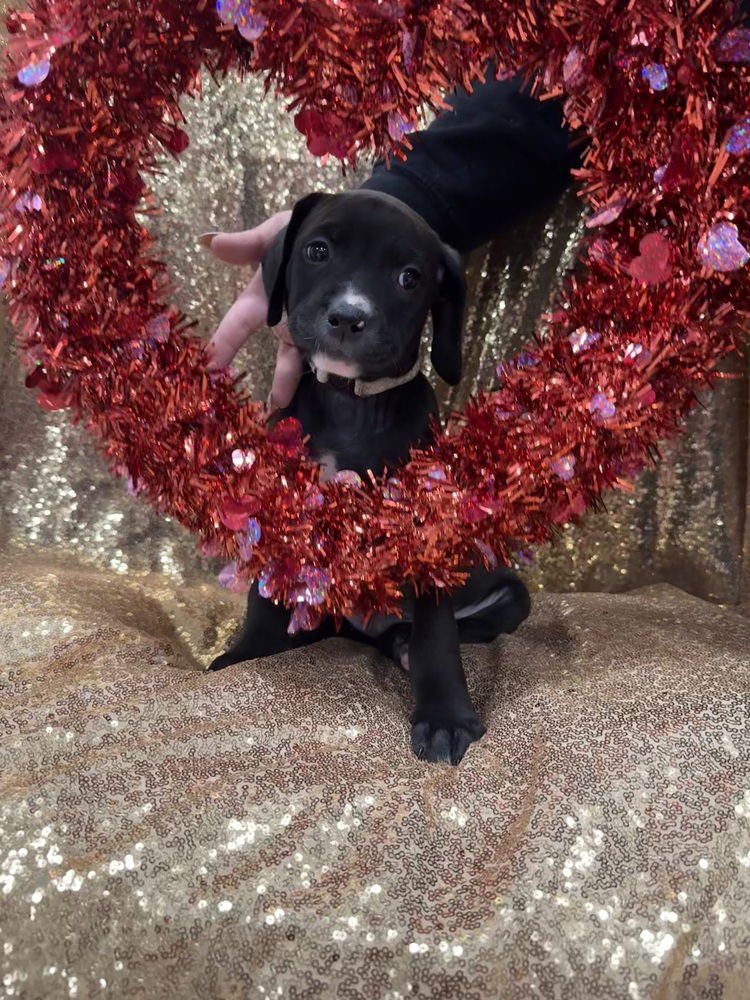 Amanda  (Pit-Boodles 2026) - Photo 3