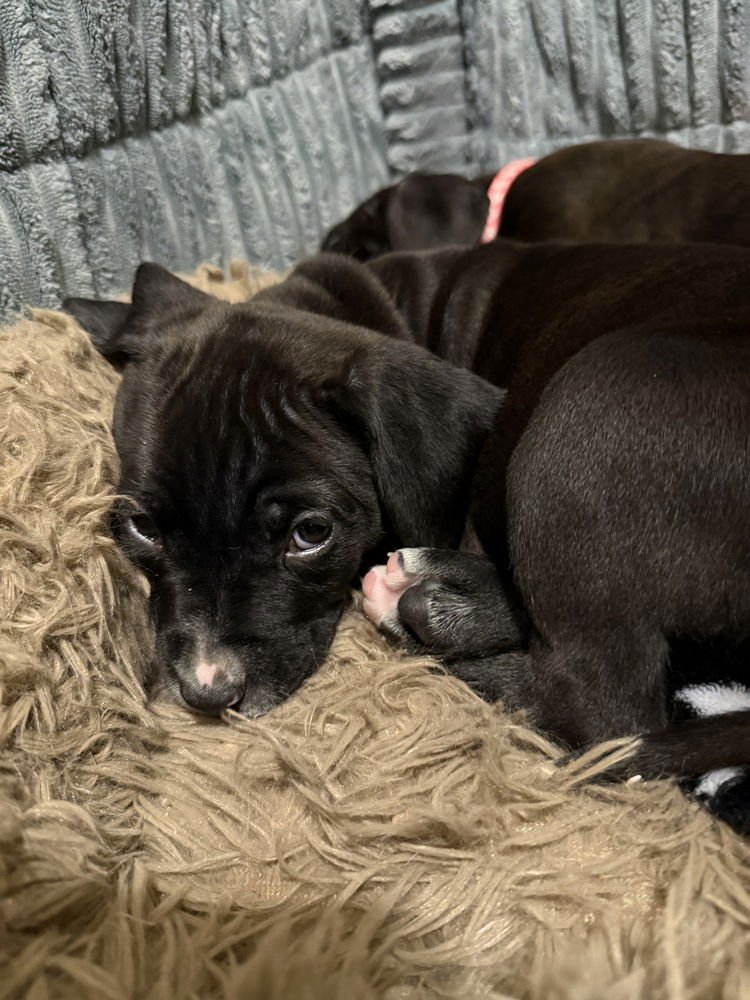 Amanda  (Pit-Boodles 2026) - Photo 4