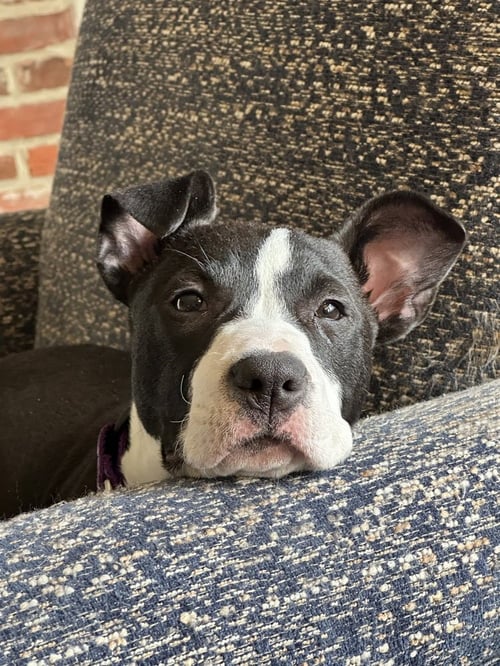 VIOLET  (PAULSBORO 4) - Pit Bull Terrier / Terrier available for adoption