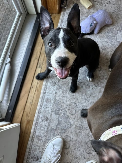 VIOLET  (PAULSBORO 4) - Pit Bull Terrier / Terrier available for adoption