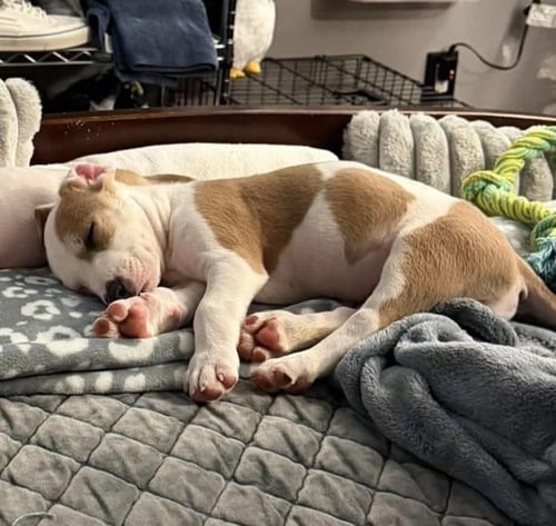 REPUTATION (ERAS TOUR 2026) M - Pit Bull Terrier / Terrier available for adoption