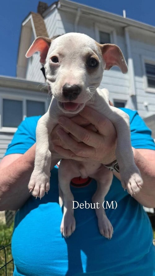 DEBUT (ERAS TOUR 2026) M - Pit Bull Terrier / Terrier available for adoption