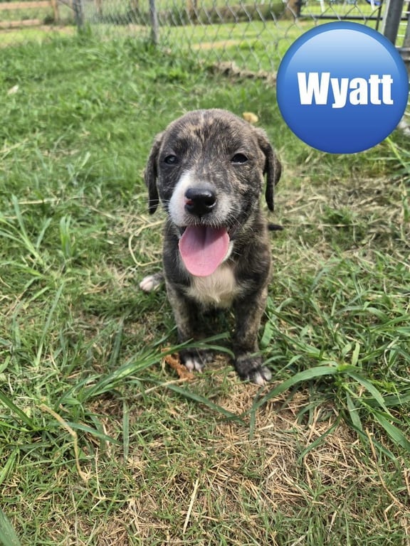 Wyatt ('Bama Bunch 2026) Image