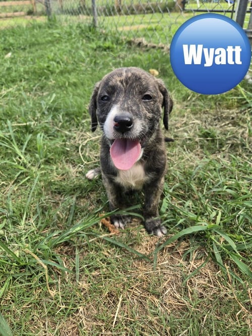 WYATT ('BAMA BUNCH 2026) - Pit Bull Terrier / Terrier available for adoption