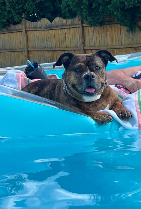 SHAWNY - Bulldog / American Pit Bull Terrier for adoption in Philadelphia