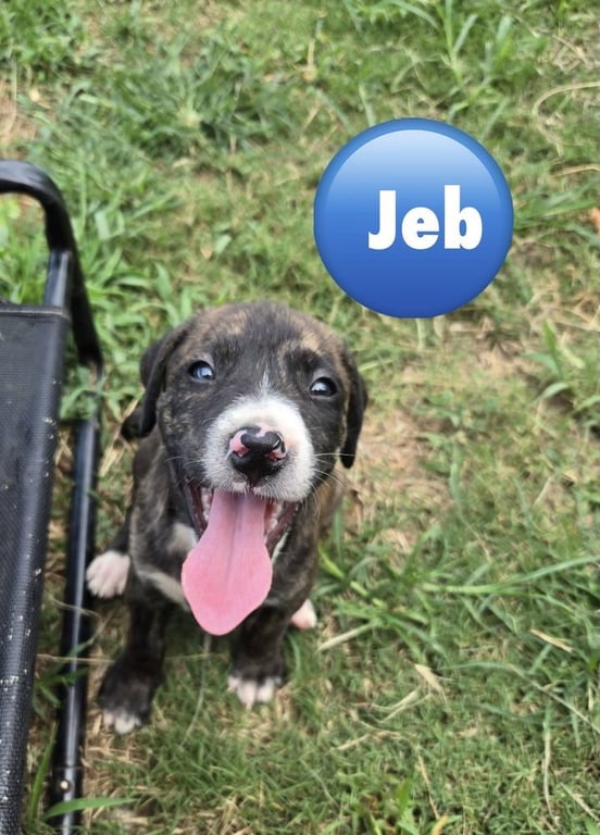 Jeb ('Bama Bunch 2026) Image