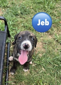 Jeb ('Bama Bunch 2026) - Photo 1