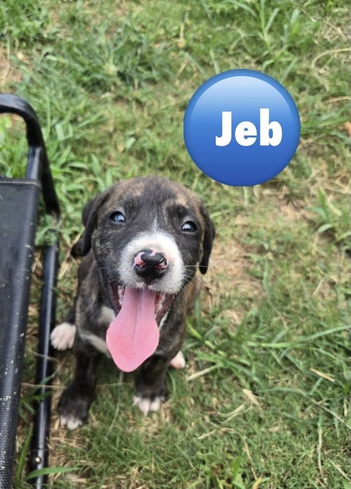 JEB ('BAMA BUNCH 2026) - Pit Bull Terrier / Terrier available for adoption
