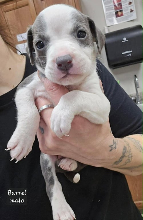 BARREL (TINY 10 2026)   MALE - Pit Bull Terrier / Terrier available for adoption