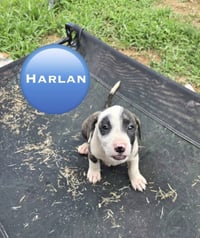 Harlan ('Bama Bunch 2026) - Photo 1