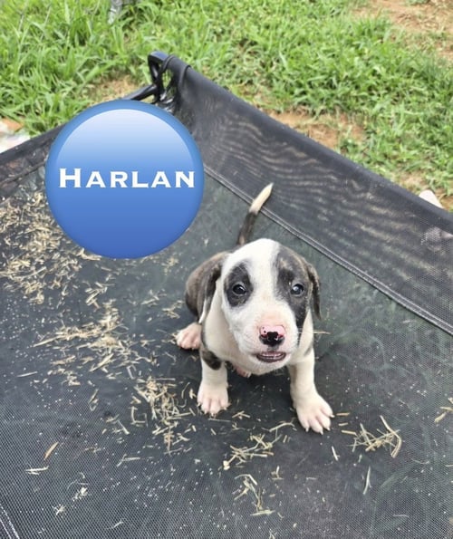 HARLAN ('BAMA BUNCH 2026) - Pit Bull Terrier / Terrier available for adoption