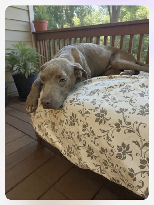 HOWDY (2026) - Pit Bull Terrier / Terrier available for adoption