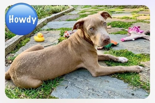 HOWDY (2026) - Pit Bull Terrier / Terrier for adoption in Philadelphia