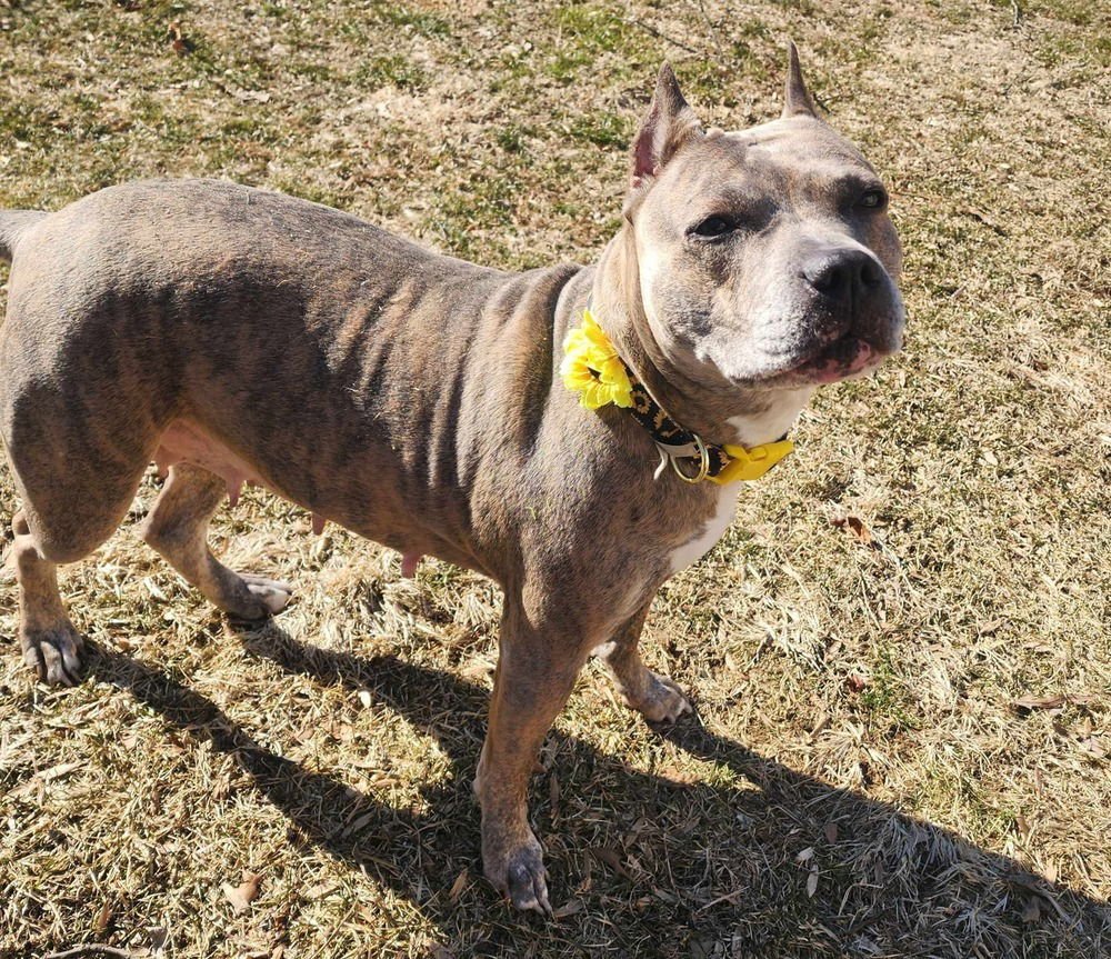LUCA  (2024) - Pit Bull Terrier / American Staffordshire Terrier available for adoption