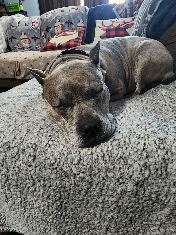 LUCA  (2024) - Pit Bull Terrier / American Staffordshire Terrier available for adoption