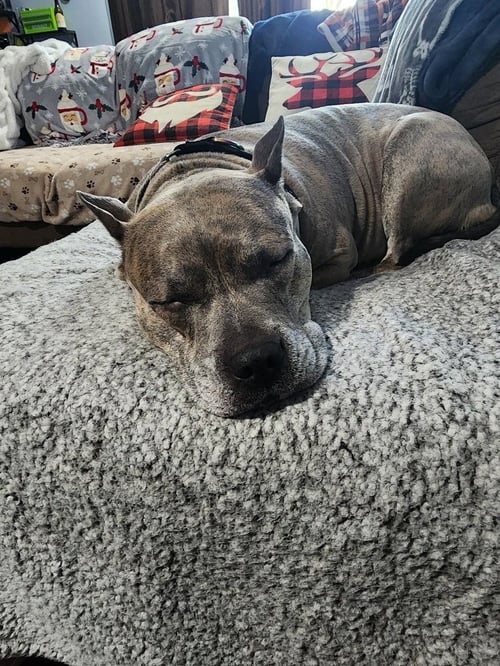 LUCA  (2024) - Pit Bull Terrier / American Staffordshire Terrier available for adoption
