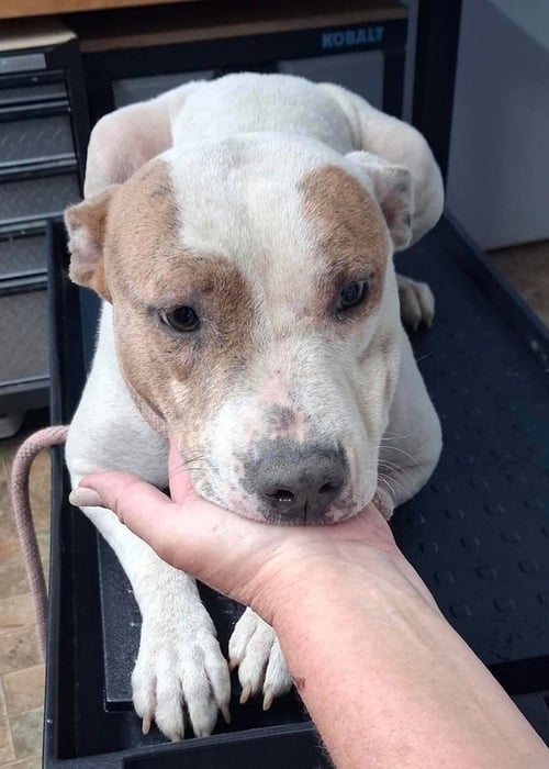 HEATHER   (MAMA 2026) - Pit Bull Terrier available for adoption