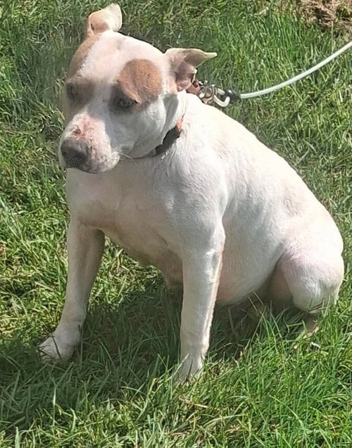 HEATHER   (MAMA 2026) - Pit Bull Terrier for adoption in Philadelphia