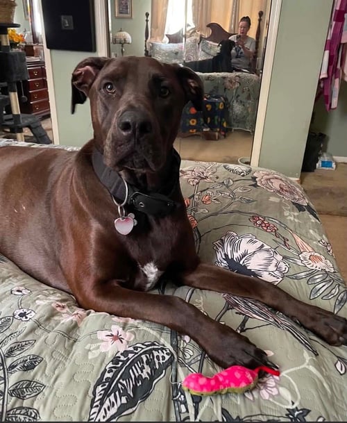 ZEUS    (KODA) - Doberman Pinscher / Pit Bull Terrier available for adoption