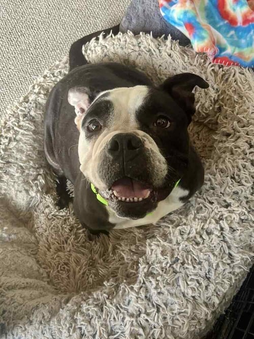SWEETIE (2025) - American Bulldog available for adoption