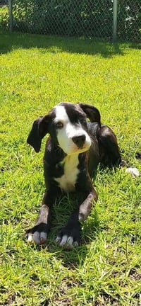 Willie  (2026) - Photo 4