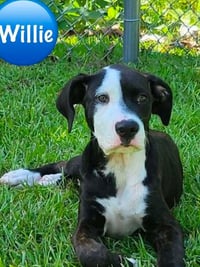 Willie  (2026) - Photo 2