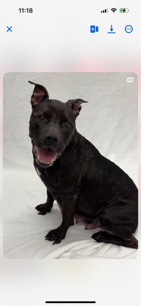 BETTY BOOP!  (CASSIDY 2025) - Pit Bull Terrier / American Staffordshire Terrier available for adoption