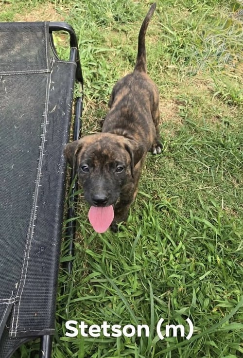 STETSON ('BAMA BUNCH 2026) - Pit Bull Terrier / Terrier available for adoption