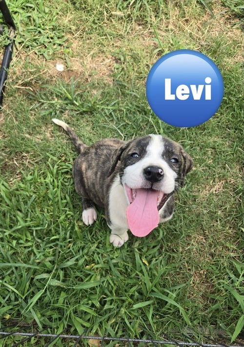 LEVI ('BAMA BUNCH 2026) - Pit Bull Terrier / Terrier for adoption in Philadelphia